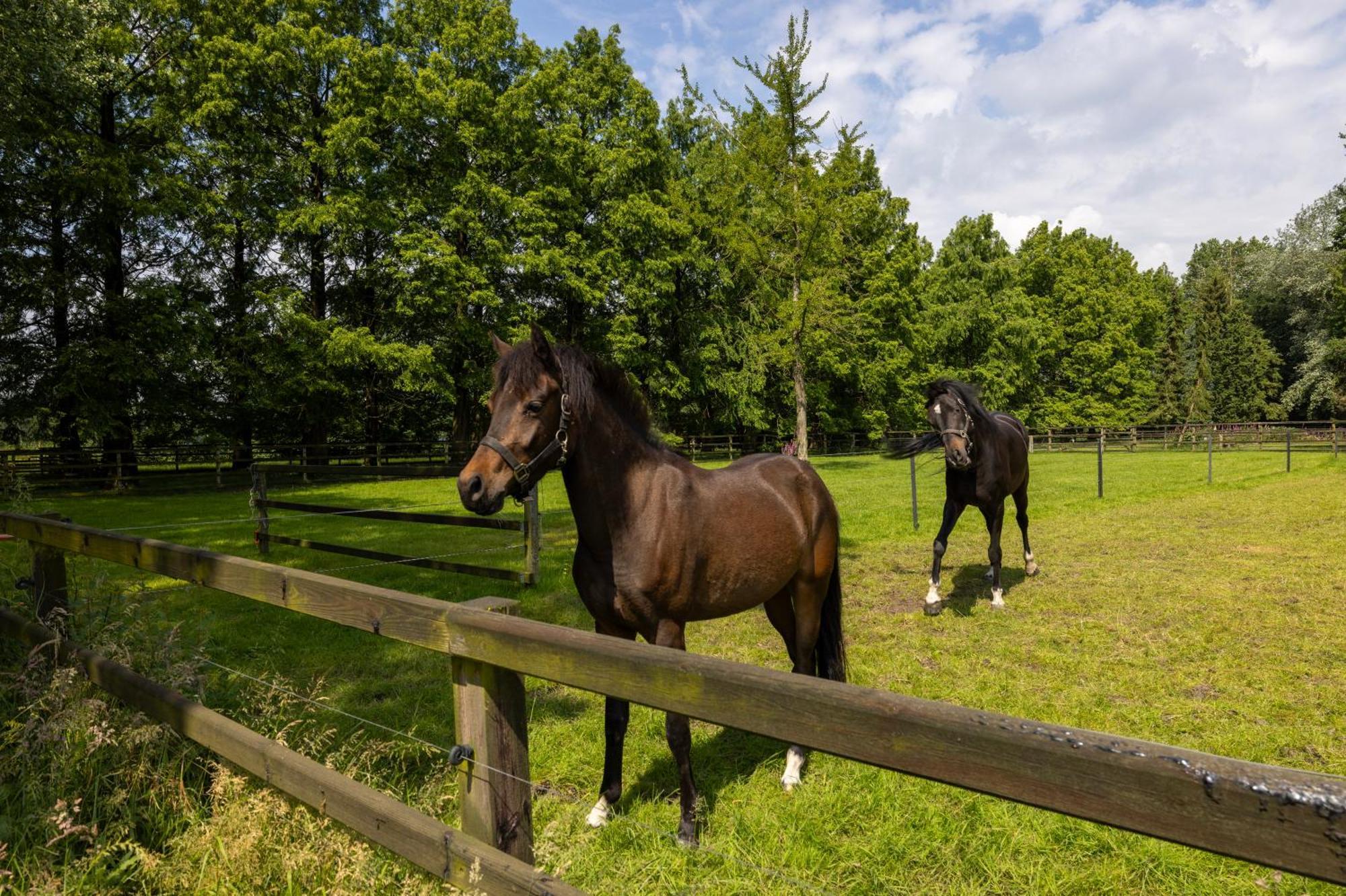 Luxe Hofstede Met Paardenstalling Lunteren Luaran gambar
